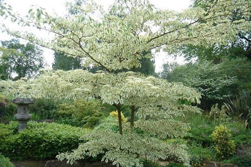 家有小院，选择这几种树木栽植，树形漂亮，还自带香气