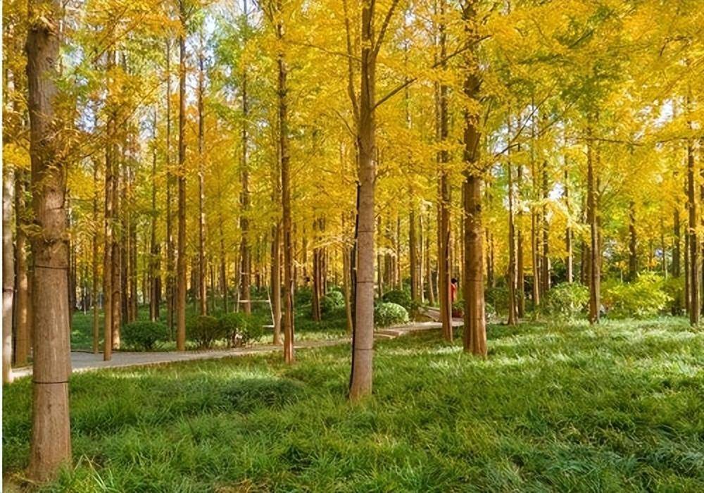辉黄杉 城市保健理疗者与绿色景观的灵魂