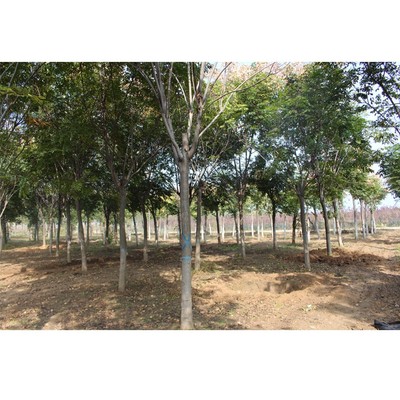 鄢陵陈辰苗木基地 栾树品种齐全，助力绿色生态建设