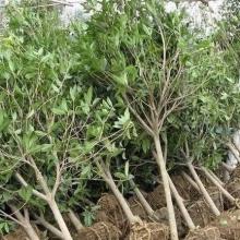 兰州蓝森苗木种植中心 供应产品