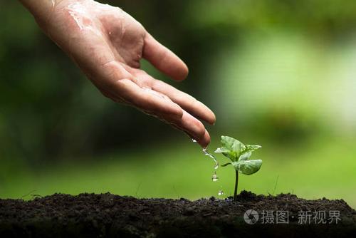 种植一棵树,种植咖啡树,新鲜度,保护树木,浇水, 成长, 绿色的手