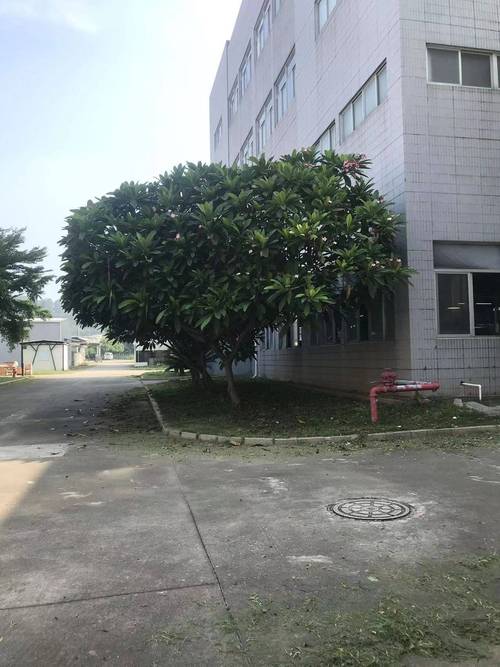 厦门工厂可种植的树木品种